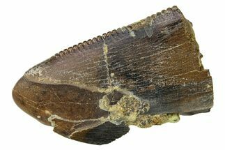 Serrated Tyrannosaur (T-Rex) Tooth Tip - Wyoming #289138