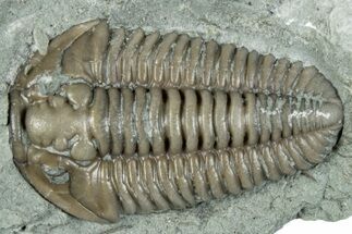 Flexicalymene Trilobite Fossil - Indiana #289052