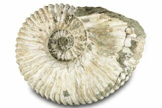 Bumpy Ammonite (Douvilleiceras) Fossil - Madagascar #289097