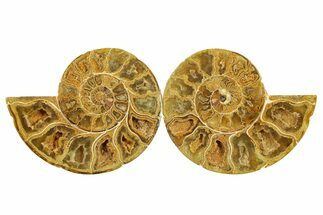 Jurassic Cut & Polished Ammonite Fossil - Madagascar #289386