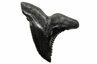 Fossil Shark Teeth For Sale