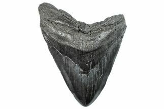 Bargain, Fossil Megalodon Tooth - South Carolina #289366