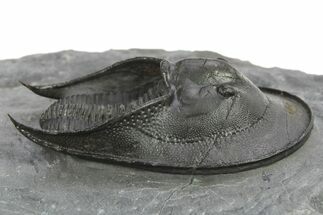 Detailed Scotoharpes Trilobite - Top Quality Specimen #289440