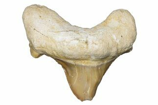 Pathological Otodus Shark Tooth - Morocco #289577