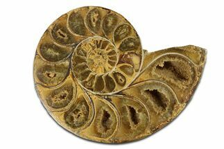 Jurassic Cut & Polished Ammonite Fossil (Half) - Madagascar #289274