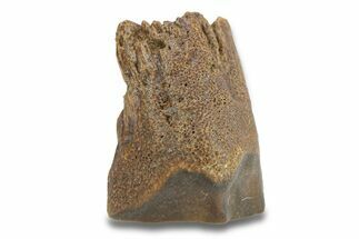 Fossil Dinosaur (Triceratops) Shed Tooth - Wyoming #289147