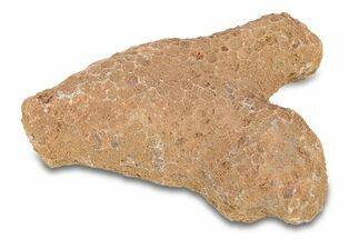 Fossil Tabulate Coral - Western Sahara, Morocco #289586
