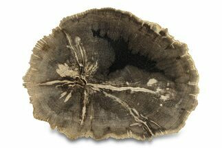 Polished Petrified Wood (Dicot) Round - Texas #289412