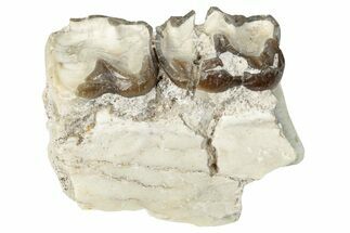 Fossil Horse (Mesohippus) Jaw Section - South Dakota #289567