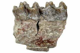 Fossil Horse (Mesohippus) Jaw Section - South Dakota #289574