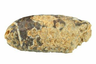 Fossil Seed Cone (Or Aggregate Fruit) - Morocco #288766