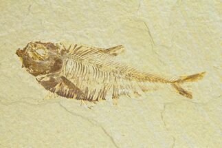 Bargain, Fossil Fish (Diplomystus) - Wyoming #289901
