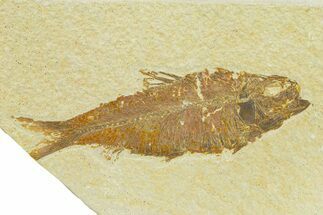Detailed Fossil Fish (Knightia) - Wyoming #289905