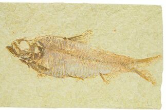 Detailed Fossil Fish (Knightia) - Wyoming #289909