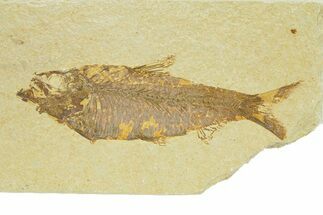 Detailed Fossil Fish (Knightia) - Wyoming #289920