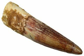 Fossil Spinosaurus Tooth - Real Dinosaur Tooth #289843