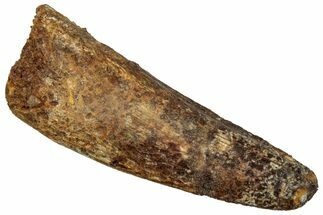 Fossil Spinosaurus Tooth - Real Dinosaur Tooth #289849