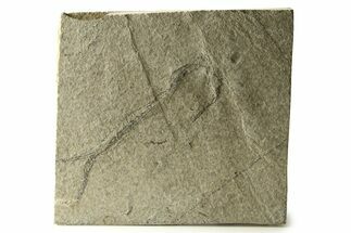 - Long, Unprepared Fossil Fish - Wyoming #290664