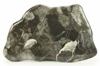 Polished Devonian Fossil Coral and Bryozoan Plate - Morocco #290346