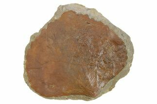 Fossil Leaf (Zizyphoides) - Montana #269446