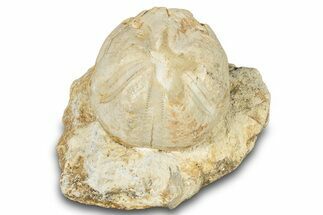 Fossil Echinoid (Hemiaster?) - Taouz, Morocco #290678