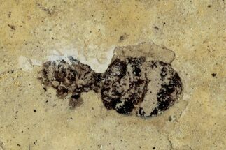 Fossil Insect (Hymenoptera) - France #290705