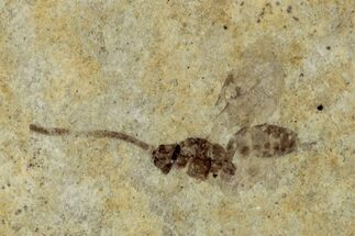 Fossil Insect (Hymenoptera) - France #290717