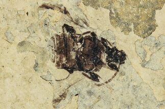 Fossil Beetle (Carabidae) - Bois d’Asson, France #290723