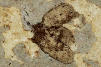 Fossil Leaf Beetle (Chrysomelidae) - France #290750