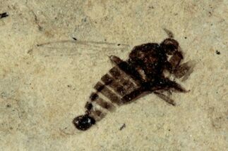 Detailed Fossil Marsh Fly (Tetanocera) - Cereste, France #290765