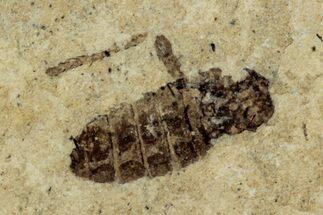 Detailed Fossil Marsh Fly (Tetanocera) - Cereste, France #290766