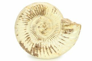 Polished Jurassic Ammonite (Perisphinctes) - Madagascar #290780