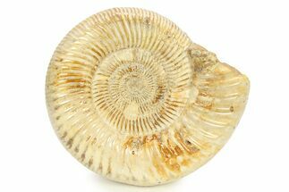 Polished Jurassic Ammonite (Kranosphinctes) - Madagascar #290782