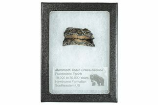 Mammoth Molar Slice With Case - South Carolina #291051