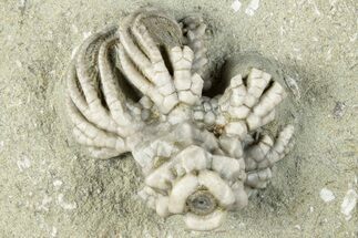 Fossil Crinoid (Actinocrinites) - Crawfordsville, Indiana #291772