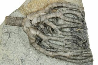 Fossil Crinoid (Cyathocrinites) - Crawfordsville, Indiana #291776