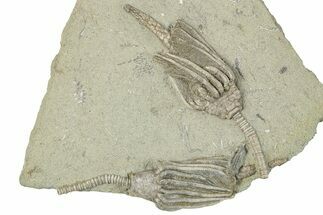 Two Fossil Crinoids (Macrocrinus) - Crawfordsville, Indiana #291817
