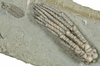 Fossil Crinoid Plate (Two Species) - Crawfordsville, Indiana #291828