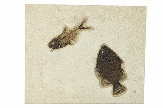 Plate of Two Fossil Fish (Cockerellites & Knightia) - Wyoming #292354
