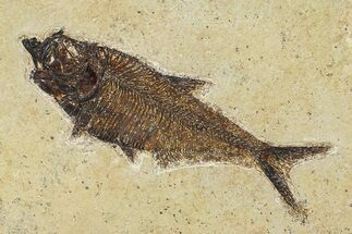 Beautiful Fossil Fish (Diplomystus) - Wyoming #292356