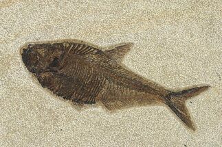 Beautiful Fossil Fish (Diplomystus) - Wyoming #292382