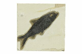 Detailed Fossil Fish (Knightia) - Wyoming #292428