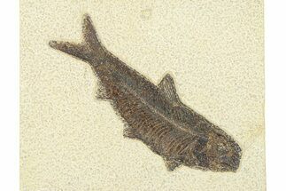 Detailed Fossil Fish (Knightia) - Large for Species! #292436