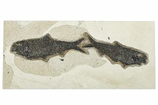 Multiple Fossil Fish (Knightia) Plate - Wyoming #292374