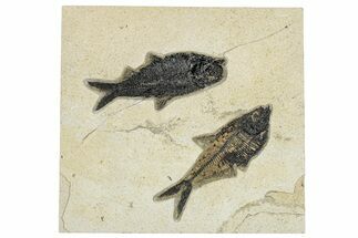 Plate of Two Fossil Fish (Diplomystus & Knightia) - Wyoming #292408
