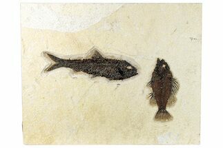 Multiple Fossil Fish (Cockerellites & Knightia) Plate - Wyoming #292472