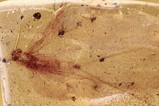Fossil Mayfly (Ephemeroptera) and Fungus Gnats in Baltic Amber #292396
