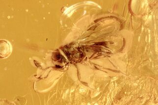 Detailed Fossil Wasp (Idris) in Baltic Amber #292397
