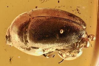 Detailed Fossil Carpet Beetle (Endomychidae) in Baltic Amber - Rare! #292413
