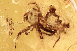Fossil Jumping Spider (Salticidae) In Baltic Amber #292471